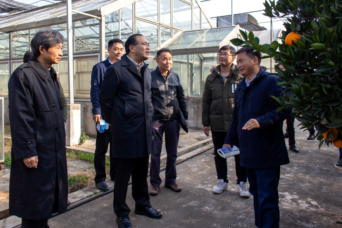 湖北省政协人员在我校领导的陪同下参观柑橘种子资源圃【学通社记者 张晨夕 摄】 (2)